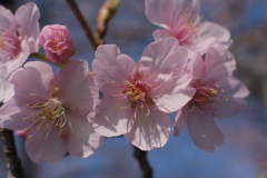 河津桜 III