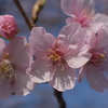 河津桜 III