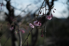 滝桜の子（４）