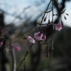滝桜の子（４）