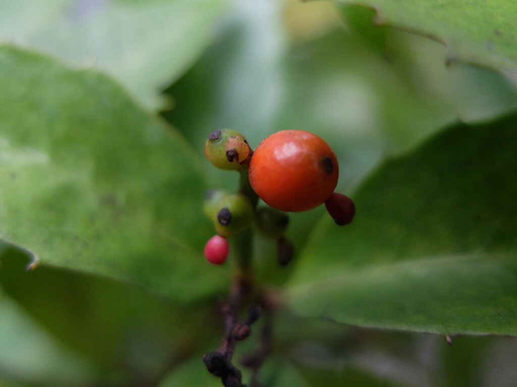 センリョウの実
