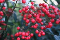 赤い実三兄弟（３）