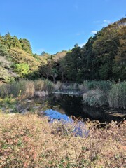 蓮池の秋