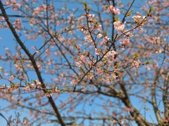 早咲きの桜(2)