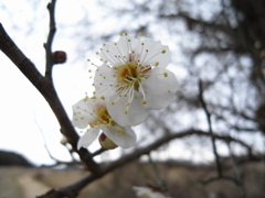 白梅 (2)