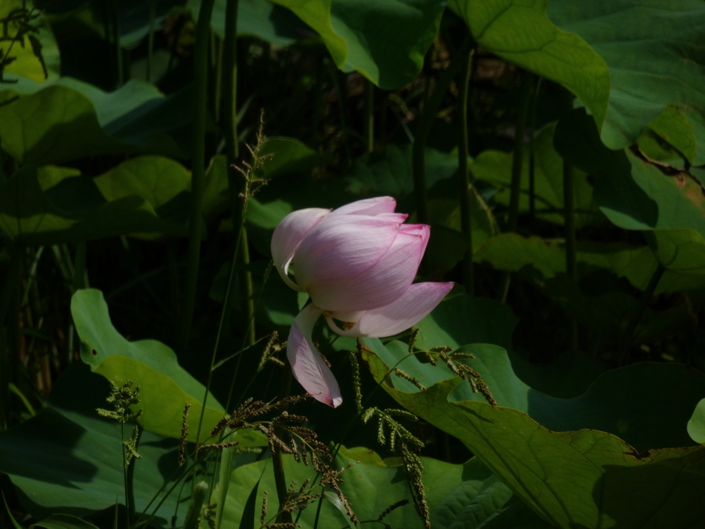 畑の蓮（１）