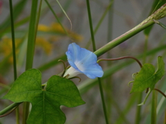 アサガオ？