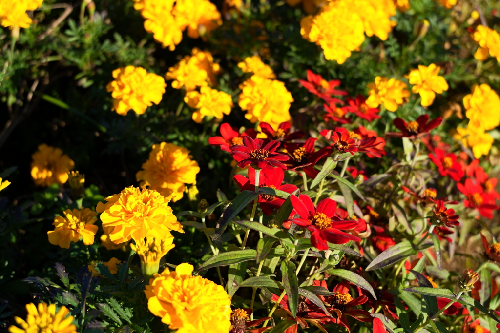 マリーゴールドと？