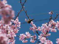 公園の河津桜（４）