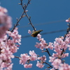 公園の河津桜（４）