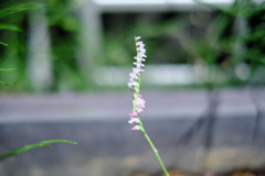 ネジバナ（３）