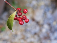 赤い実三兄弟（２）