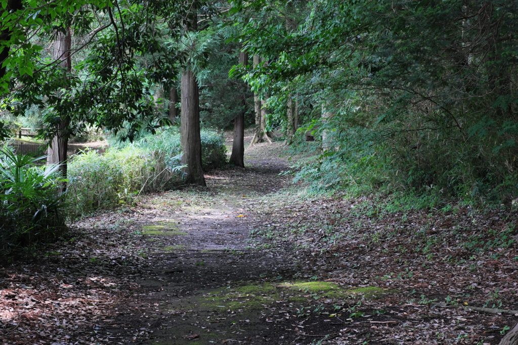 蓮池の遊歩道