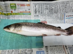 イトウ