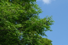 睡蓮池の森