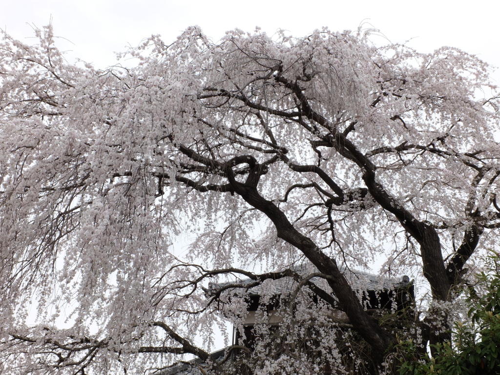 枝垂れ桜 (3)