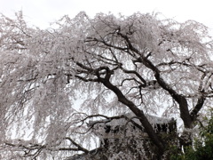 枝垂れ桜 (3)