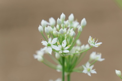 ニラの花（１）