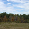 red leaves