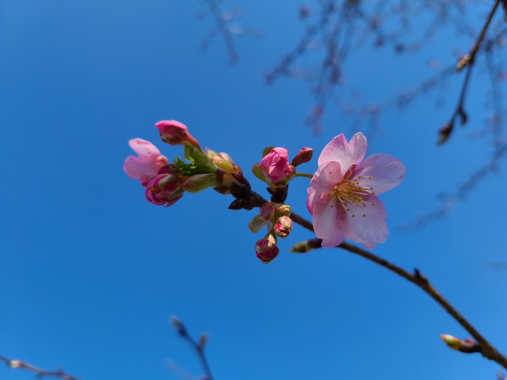 河津桜 (4)