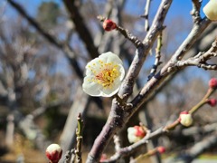 武家屋敷の白梅２