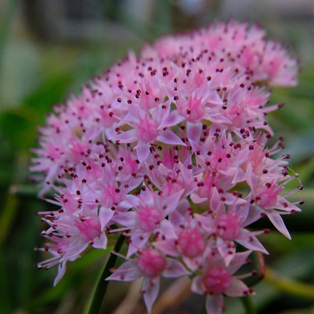 セダムの花