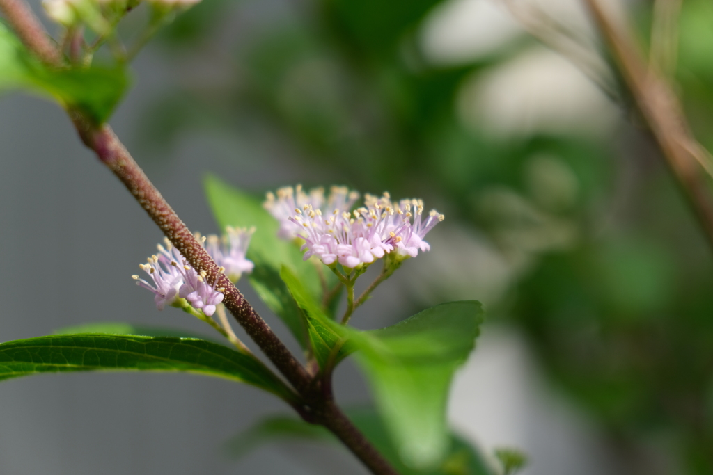 紫式部の花