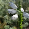 9月の花壇 (2)