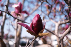 残った花（２）