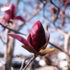 残った花（２）