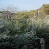 公園の春