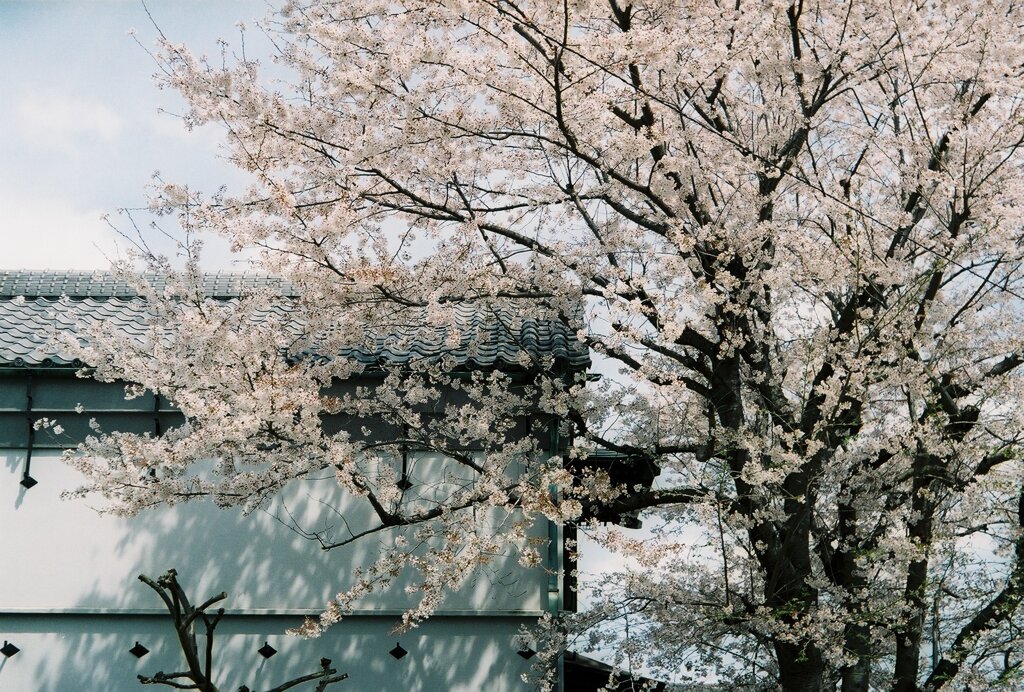 蔵と桜