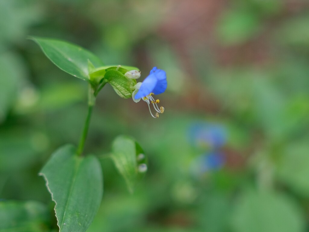 蕎麦畑まで（１）