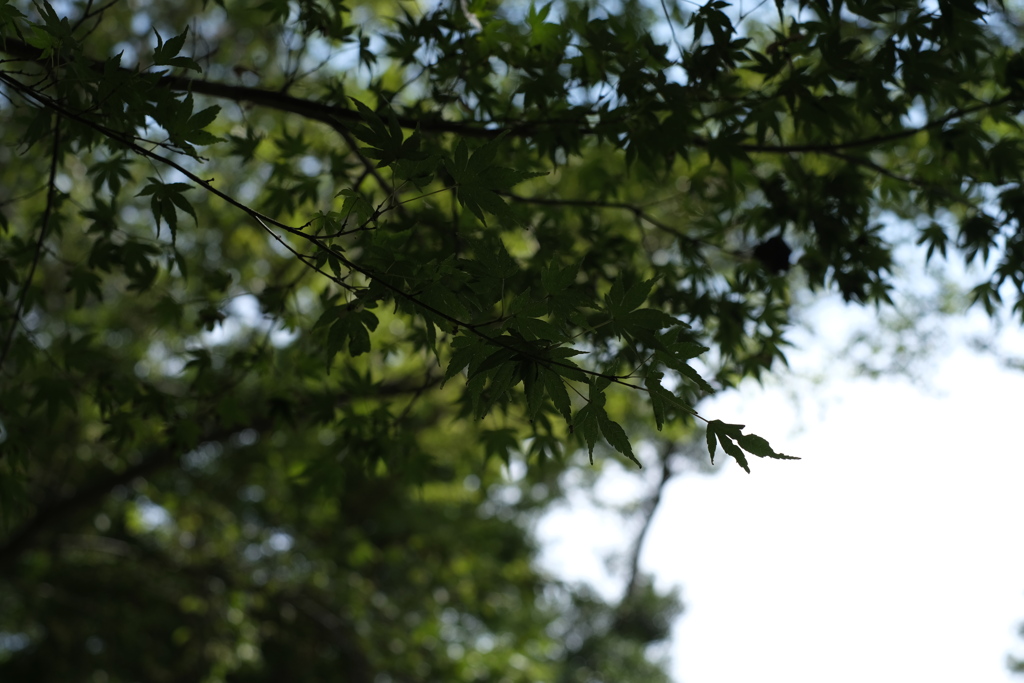 臼井城址公園（６）