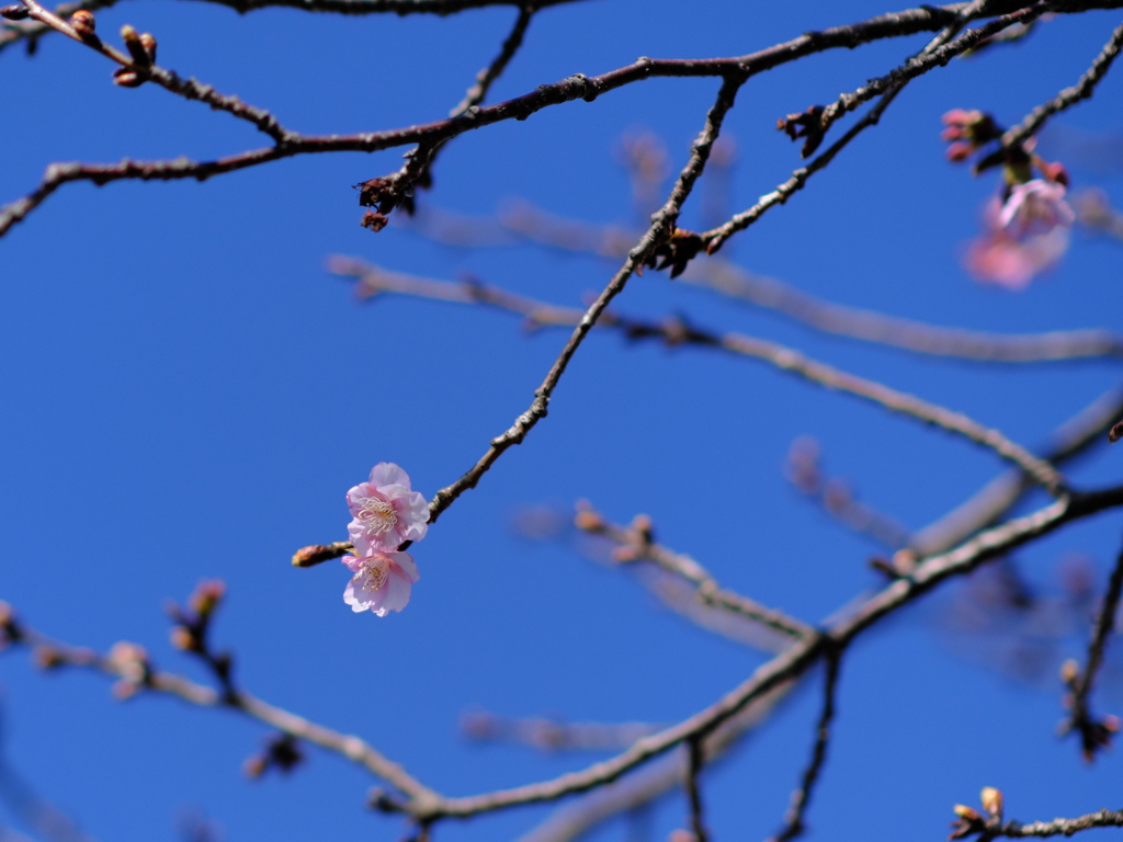 河津桜 I