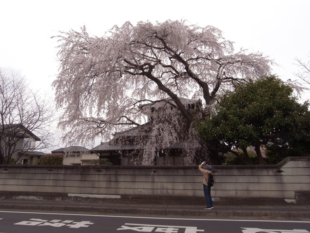 枝垂れ桜 (1)