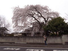 枝垂れ桜 (1)