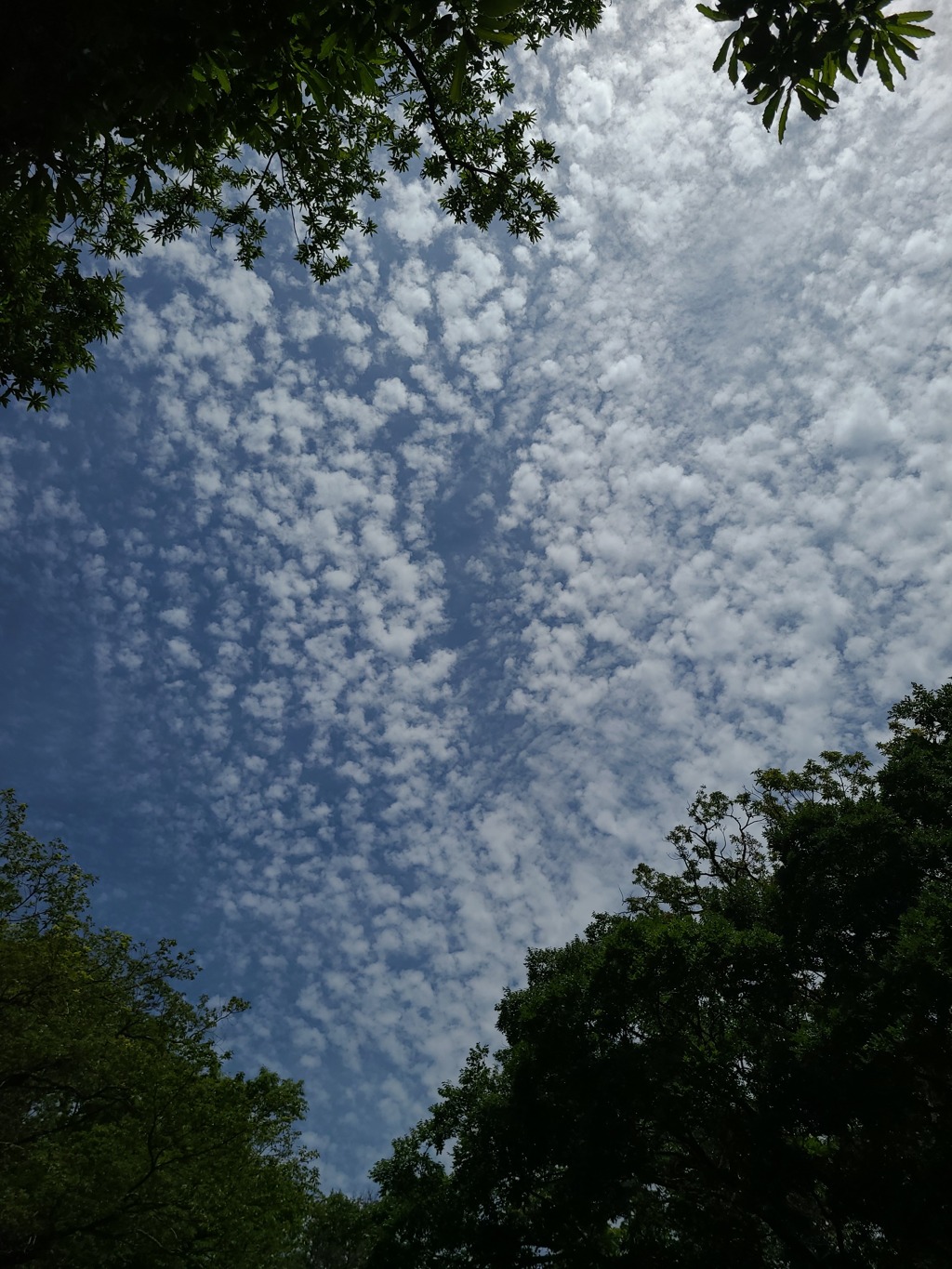 本日の空