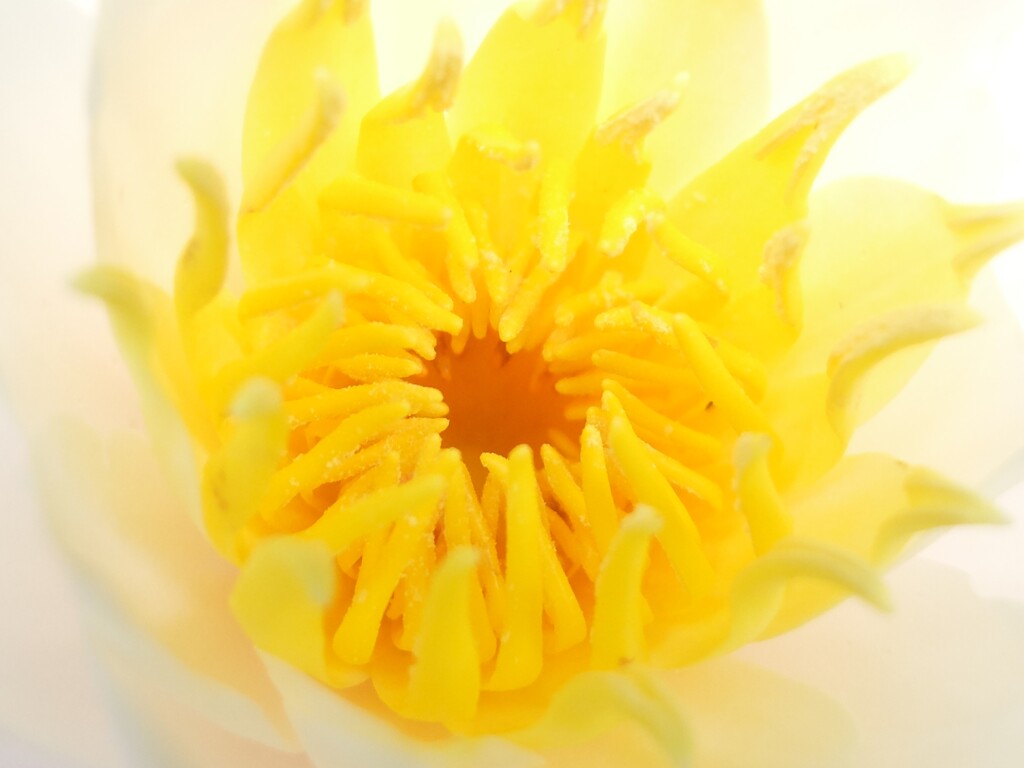 睡蓮