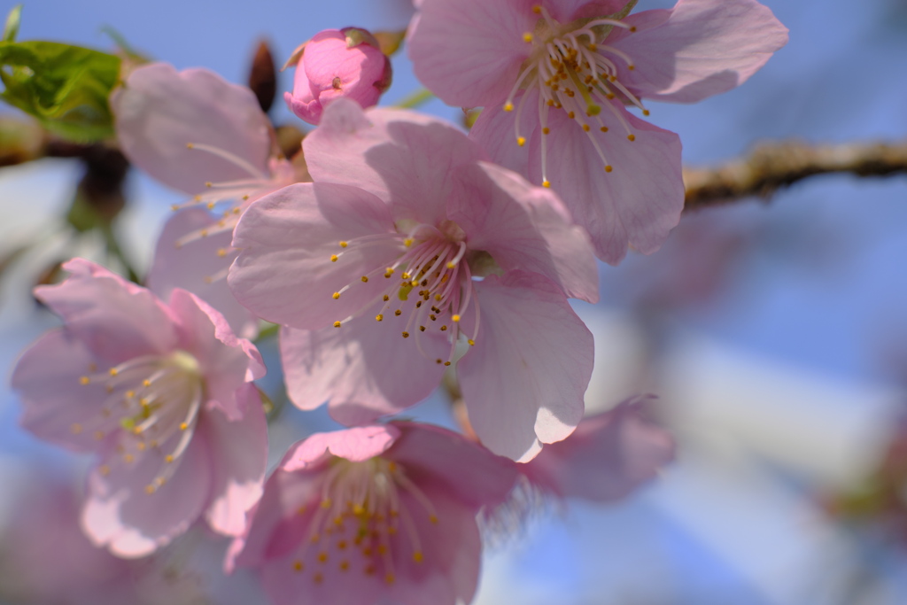 河津桜 II