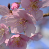 河津桜 II
