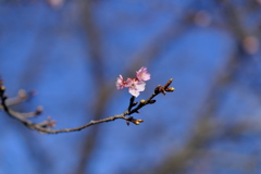 河津桜 IV