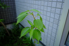 ヤマザクラの実生（１）