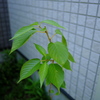 ヤマザクラの実生（１）