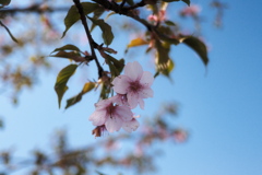 残った花（１）