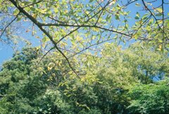 睡蓮池の夏５
