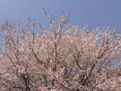 ソメイヨシノ
