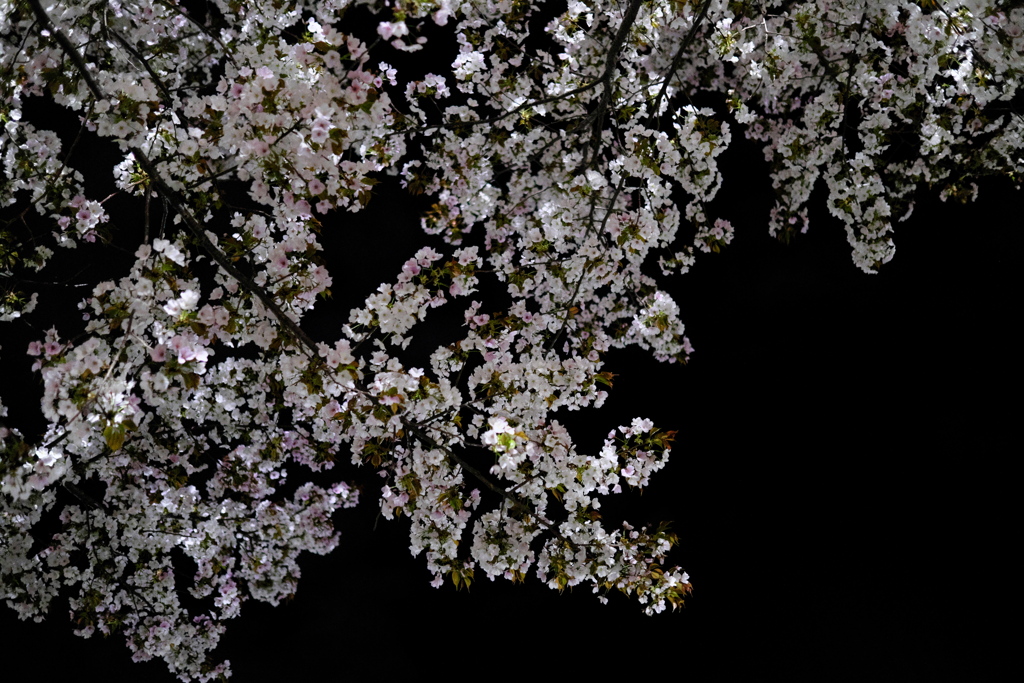 夜の桜（４）