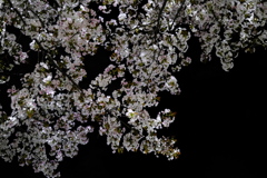 夜の桜（４）