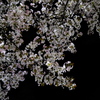 夜の桜（４）